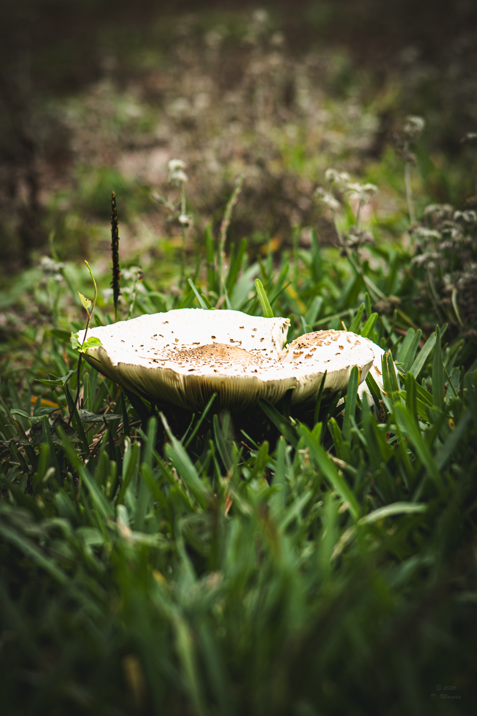 Mushroom closeup